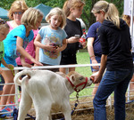 2013 - Baily's Dairy Farm Animals
